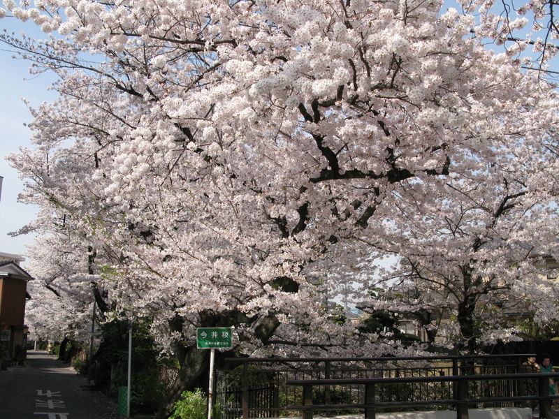 IMG_0007渋川の今井桜_1