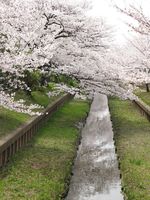 IMG_0054渋川の住吉桜_1