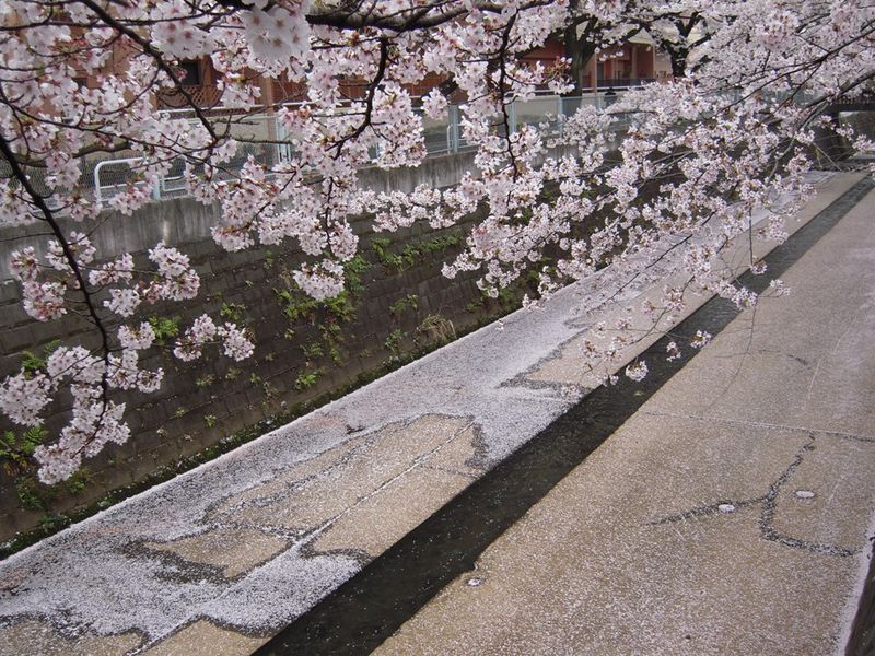 麻生川橋上流右岸　花弁の絨毯４月11日