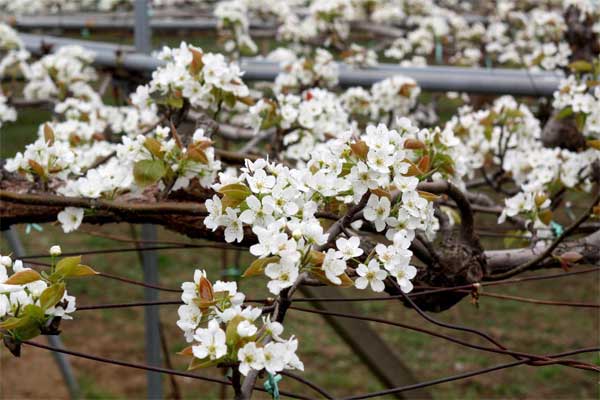 20120413ikuta2cyome02