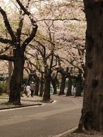 桜20120413_46ｒ