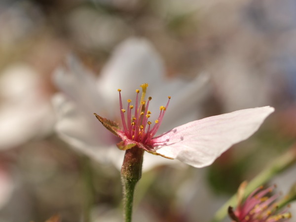 桜20120415_49r