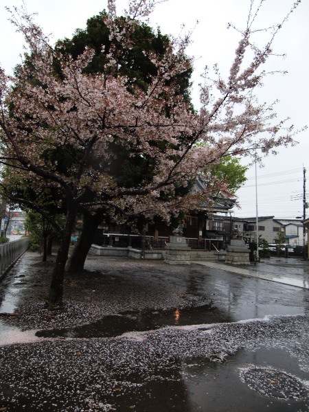 桜20120414_03r