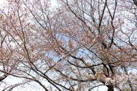 041502白山神社定点