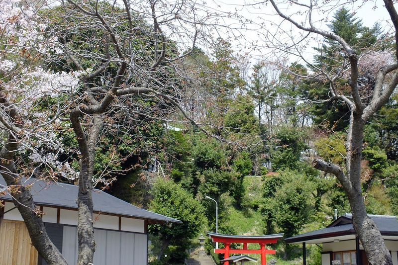 041510白山神社八重桜