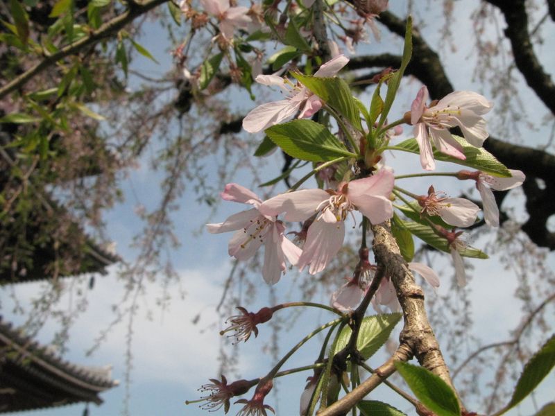 IMG_0028香林寺のしだれ桜_1