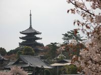 IMG_0041細山東公園からの香林寺_1