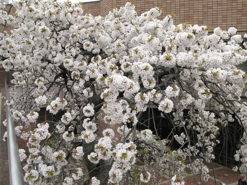 IMG_0056麻生市民館前のしだれ桜_1