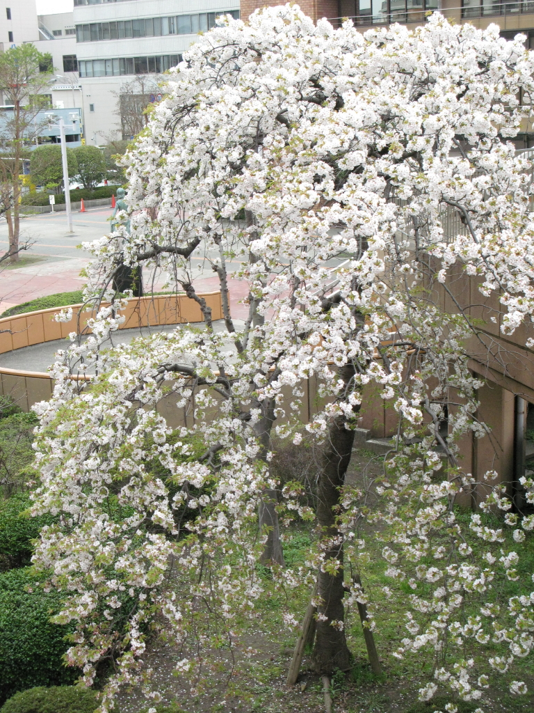 IMG_0062麻生市民館前のしだれ桜_1