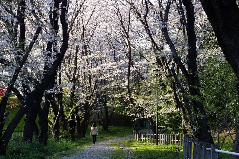 041201白山神社桜トンネル夕景