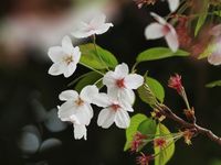 花びらが散り ひとひらの花びら 今日の桜12