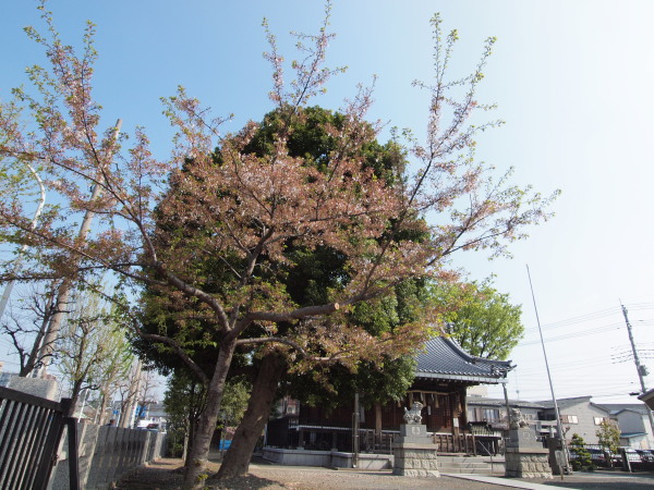 桜・二ヶ領用水20120418_03r