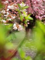 桜・二ヶ領用水20120418_146tr