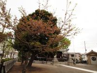 桜20120419_49r