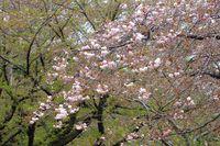 042108白山神社八重桜白