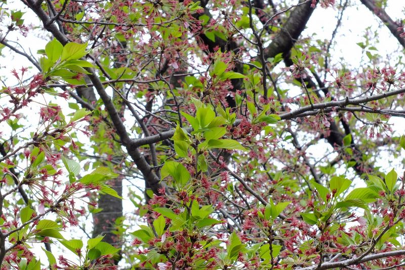 042101白山神社定点