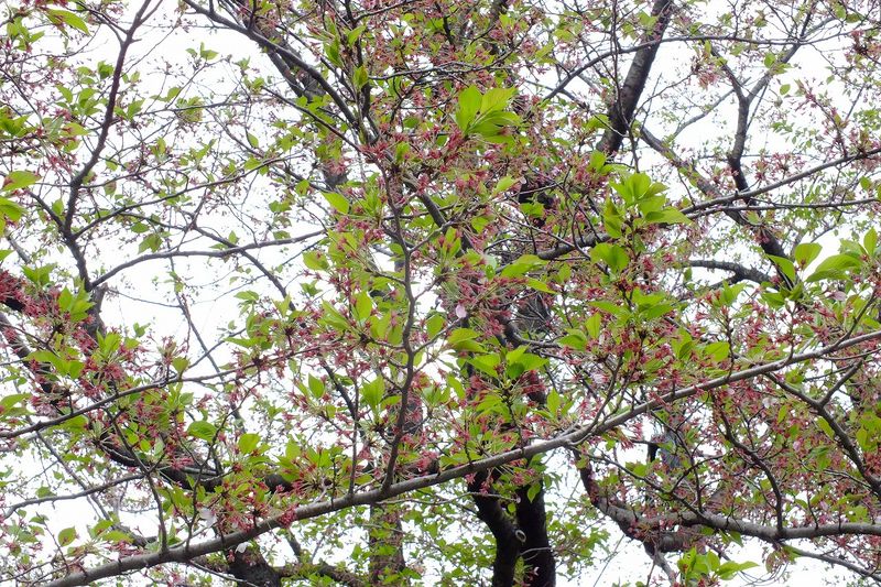 042102白山神社定点