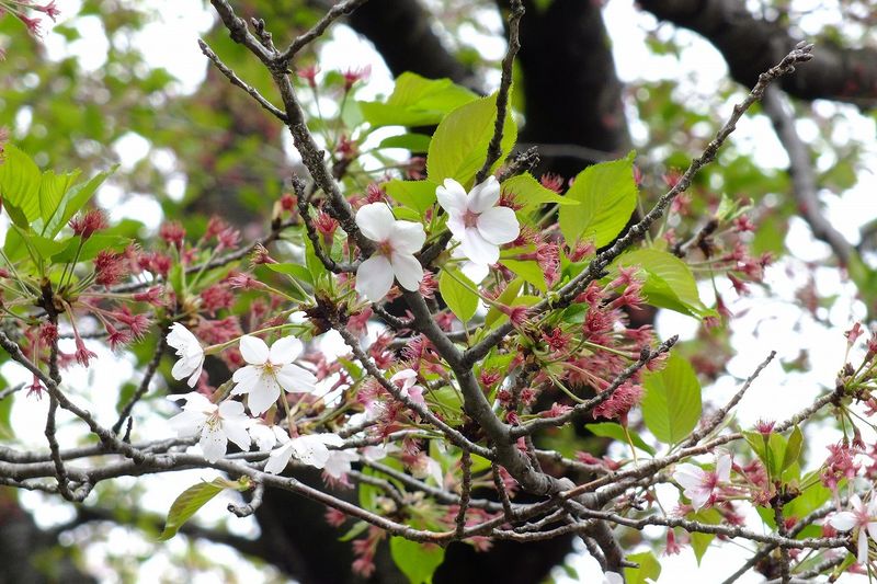 042105白山神社定点樹