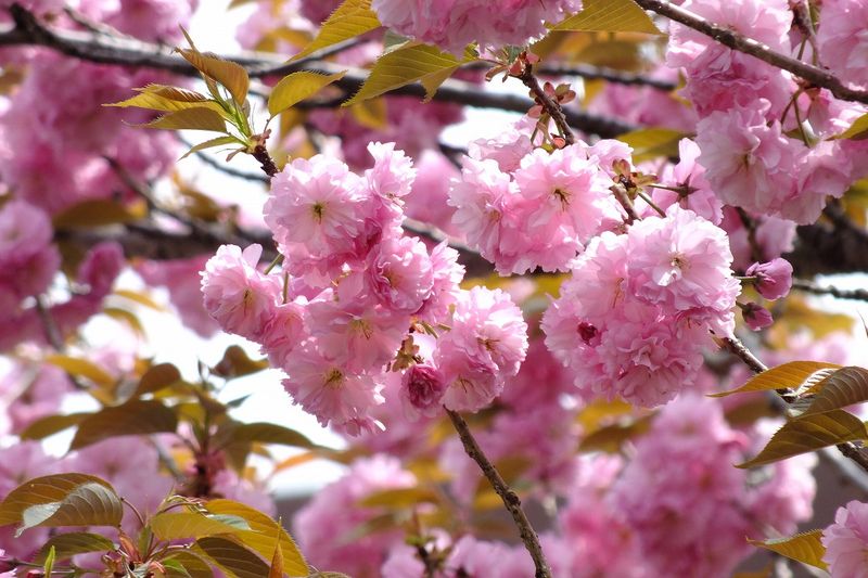 0425F008白山神社八重桜ピンク