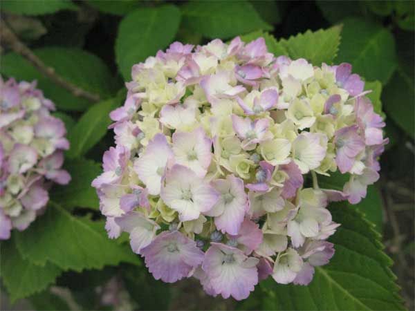20120605jyokeiji06