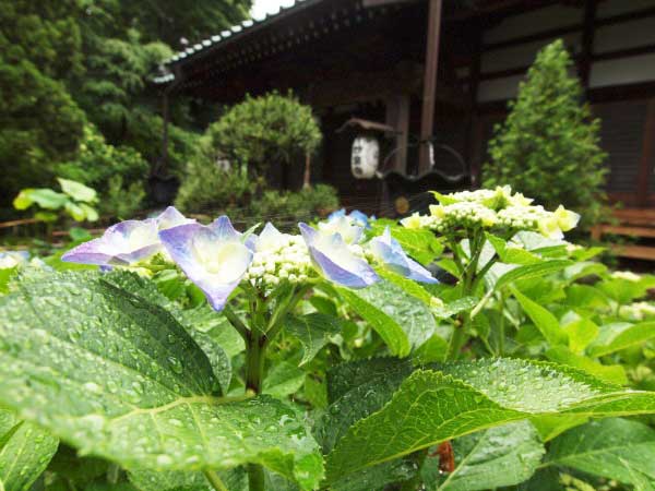 20120609myorakuji07