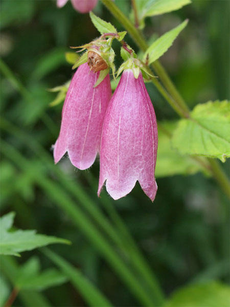 20120621syukoji06