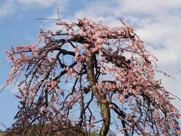 20120324kofukuji04