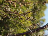 新城神社 桜20120327_05r