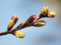 新城神社 桜20120329_05ｒ