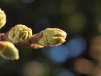 新城神社 桜20120329_03ｒ