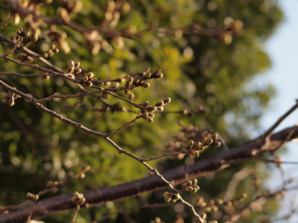 新城神社 桜20120329_02ｒ