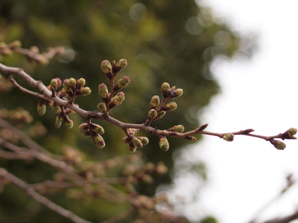 新城神社 桜20120330_03ｒ