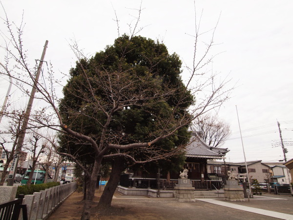 新城神社 桜20120330_02ｒ-1