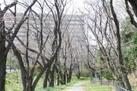 040106白山神社桜トンネル