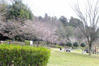 03250069ふるさと公園の玉縄桜