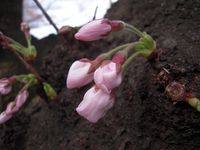 麻生川幹に花