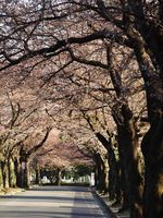 津田山20120404_86r