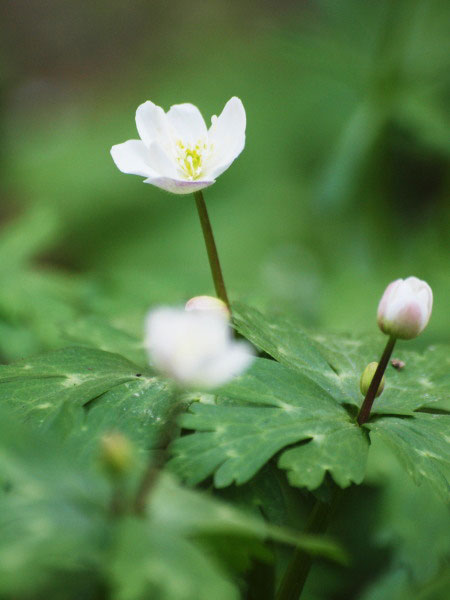 20120404higashitakane01