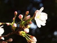 新城神社20120405_42ｔｒ