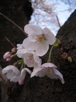 山口橋下流幹４月５日