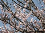 20120402asaogawa03