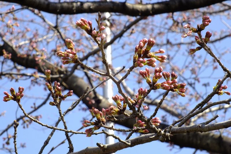 040402白山神社定点