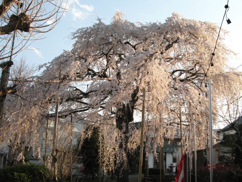 IMG_0078須賀神社のエドヒガン桜_1