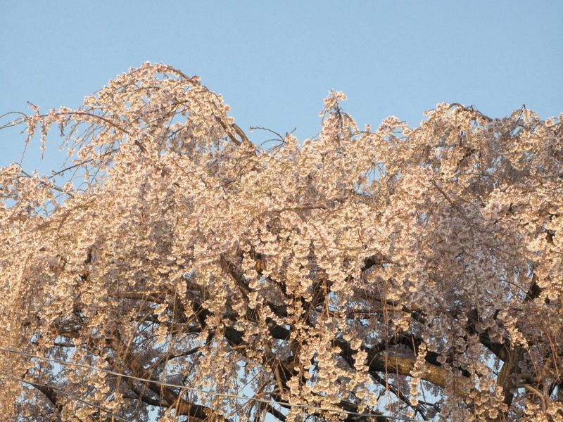 IMG_0089須賀神社のエドヒガン桜_1