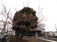 新城神社20120406_01r