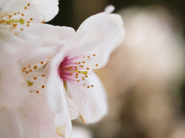 新城神社桜20120409_31ｒ