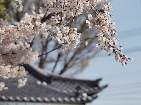 新城神社桜20120409_04ｒ