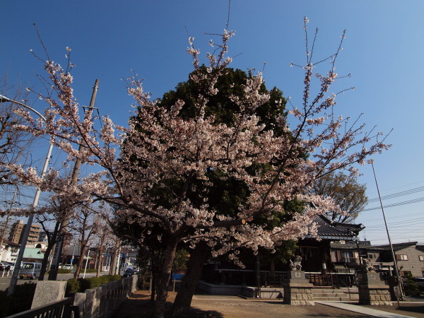 新城神社桜20120409_01ｒ