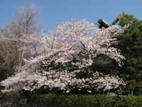 IMG_00021稲毛神社_1