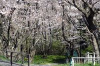 040705白山神社桜トンネル